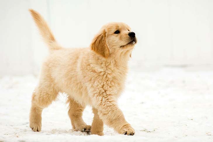 Golden Retriever Puppy Najlepsze Psy Rodzinne