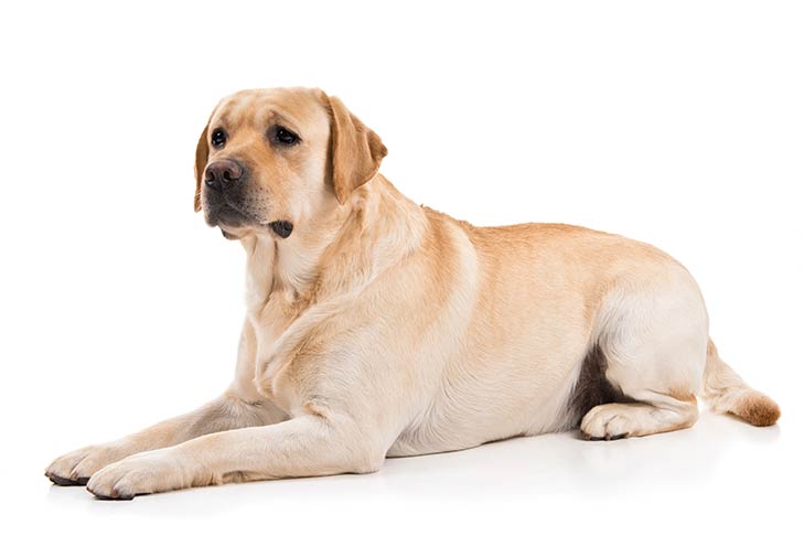 Labrador Retriever - najlepsze psy rodzinne