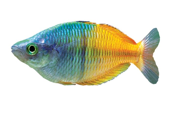 Rainbow Najlepsze ryby akwariowe