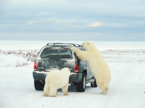 Niedźwiedzie polarne Churchilla