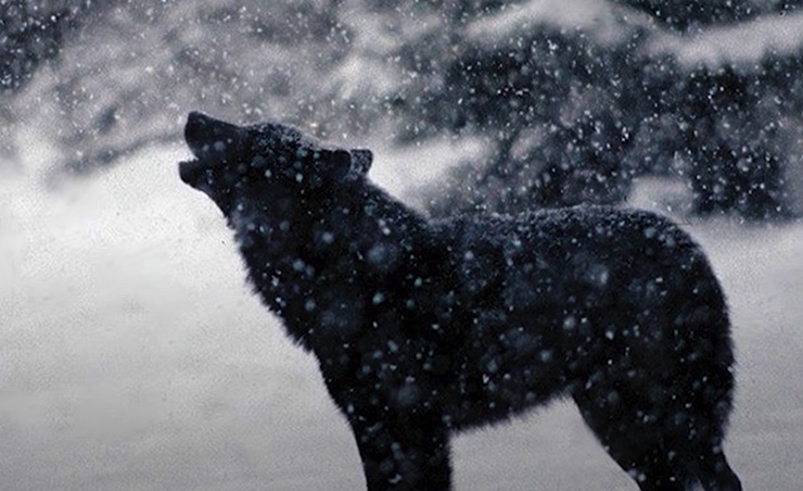 Nieoczekiwane spotkanie wilka z psem wzruszylo caly świat