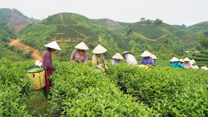 Top 10 krajow produkujacych herbate na swiecie