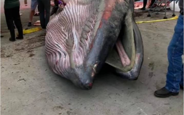 Wieloryb wyrzucony na brzeg okazal się być nowym gatunkiem