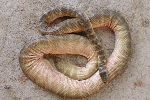 Belchers sea snake