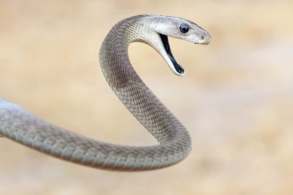 węży