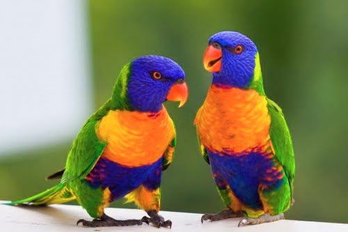 Piękne małe papugi zwierząt