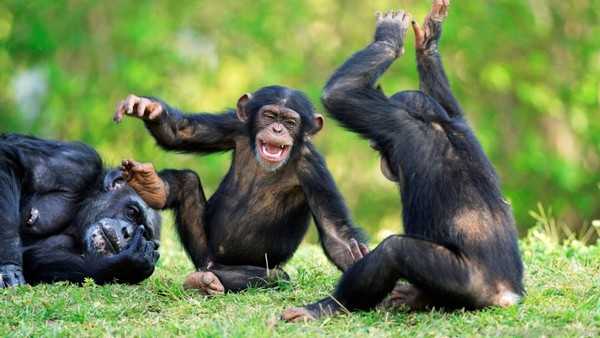 Szympansy Niebezpieczne, ale legalne zwierzęta