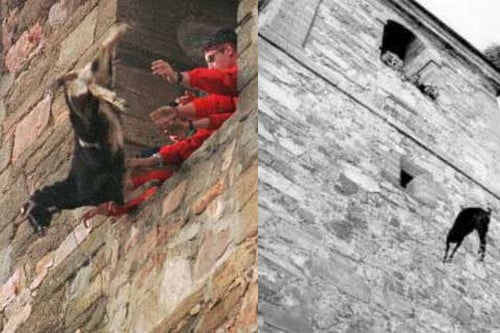 Europejczycy torturują zwierzęta jako tradycję