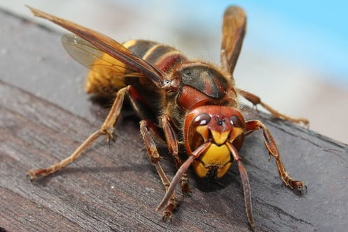 10 najbardziej przerażających owadów
