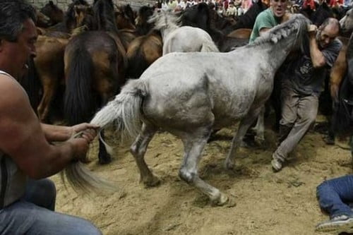 Horse Wrestling in Spain
