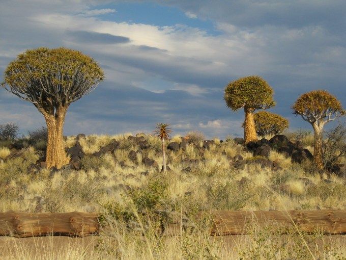 Pustynia Kalahari subtropikalna