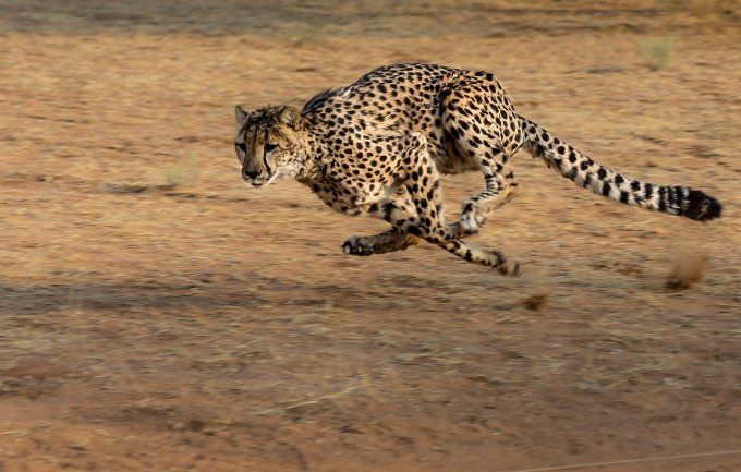 10 najszybszych zwierząt na świecie