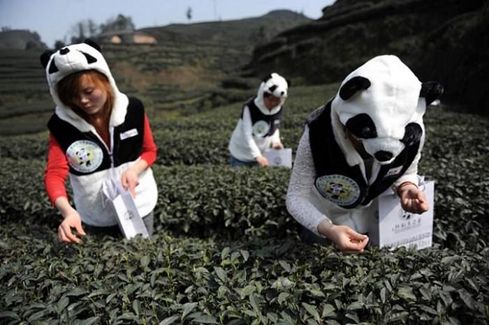 Herbata z łajna pandy