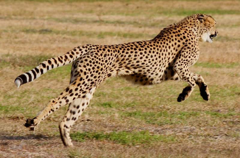 Top 10 najszybszych zwierząt na świecie – Infos-10