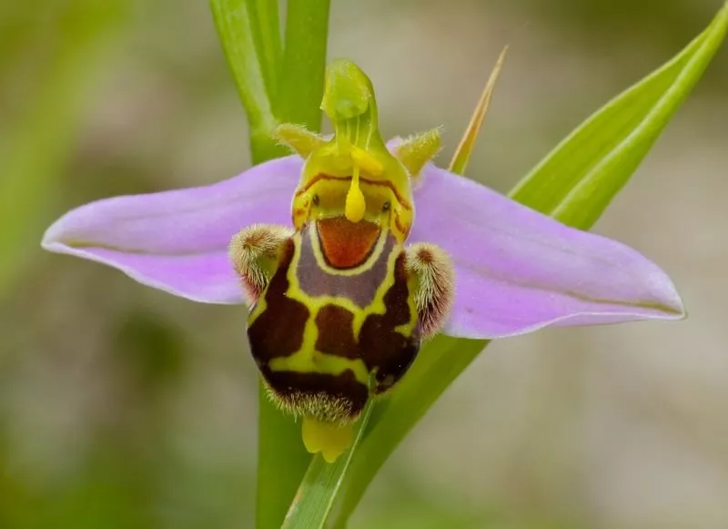 Bee Orchid najdziwniejsze rośliny