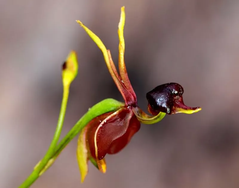 Latająca kaczka orchidea
