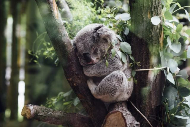 Miś Koala - najwolniejsze zwierzęta