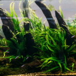 aquarium algae elements of flora in fishbowl 2022 02 01 23 42 17 utca