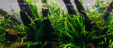aquarium algae elements of flora in fishbowl 2022 02 01 23 42 17 utca