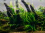 aquarium algae elements of flora in fishbowl 2022 02 01 23 42 17 utca